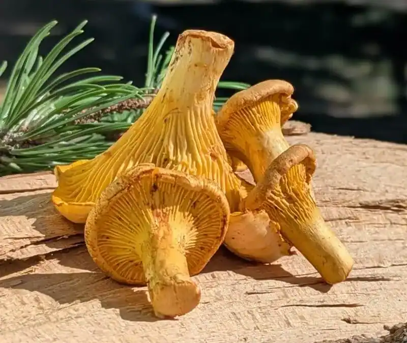 frische Pfifferlinge auf saisonaler Karte